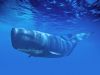 Fuerteventura Whalewatching and Dolphins Safari